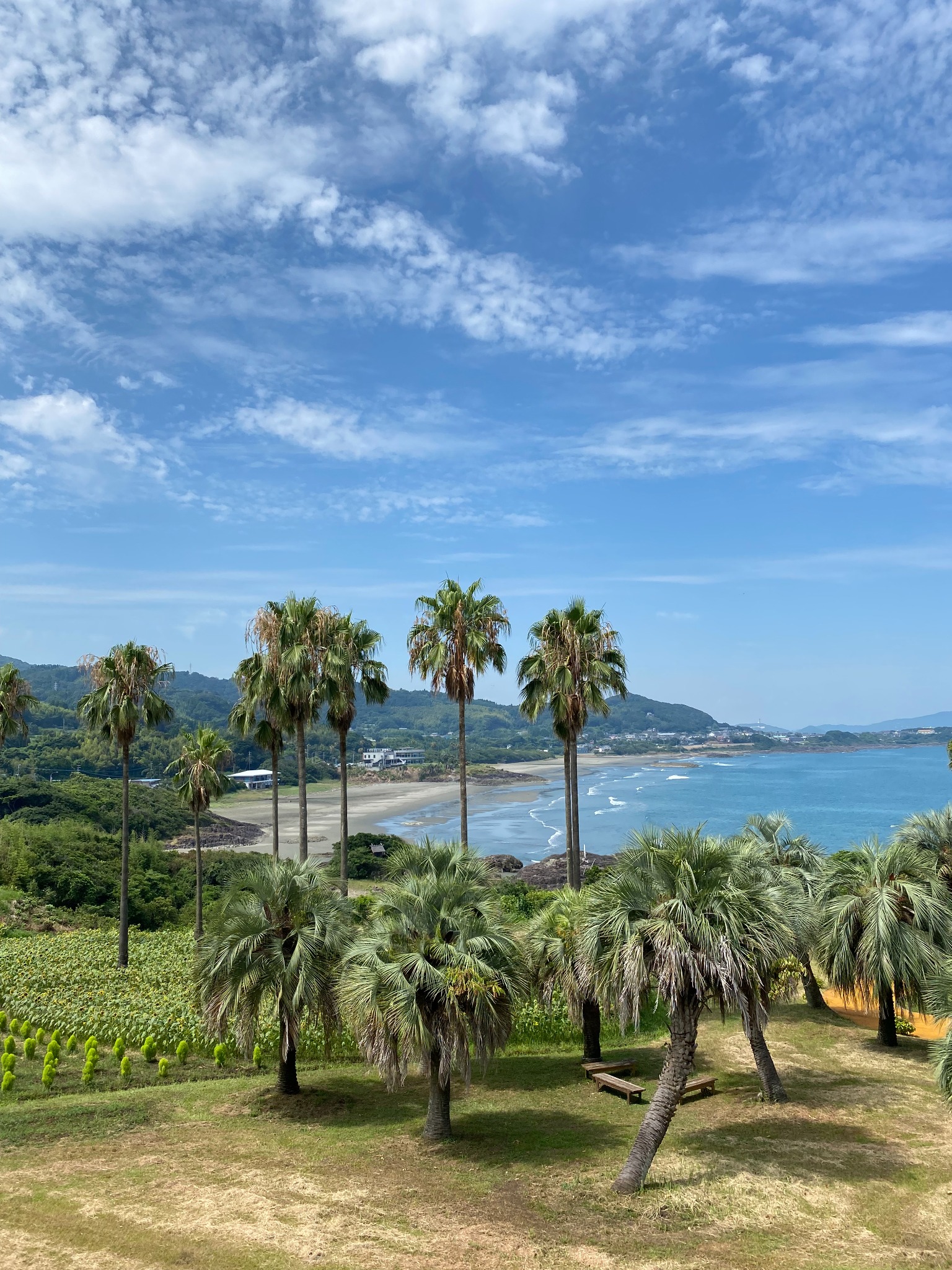 Kahuna Creativeが拠点を置く日向の海とヤシの風景